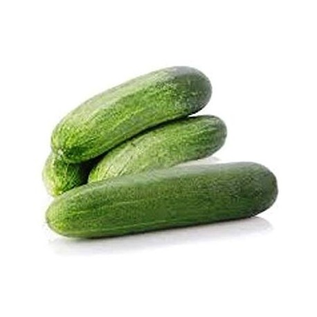 Cucumber