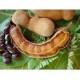 Tamarind (Imli)