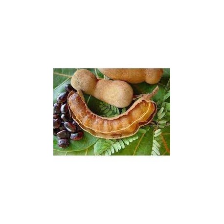 Tamarind (Imli)