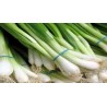 Green Onion